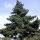 Pinus radiata (03/02/2017) Pinus radiata added by Shoot)