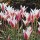 'Lady Jane' is a compact, bulbous perennial with linear, grey-green leaves and, in mid-spring, star-shaped, red flowers with white margins. Tulipa 'Lady Jane' added by Shoot)
