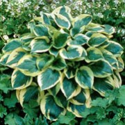 'Twilight' is a clump-forming, herbaceous perennial bearing glossy, ovate, puckered, dark green leaves with wide, yellow margins. Racemes of funnel-shaped, lavender flowers bloom on slender stalks in summer. Hosta 'Twilight'  added by Shoot)