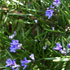 Salvia rosmarinus 'McConnell's Blue' 