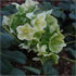 Helleborus 'White Beauty'