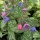 'Majeste' is a clump-forming perennial with silver foliage, which bears clusters of dark pink, tubular flowers in spring. Pulmonaria 'Majeste' added by Shoot)