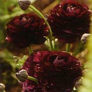 'Purple Heart' is an herbaceous perennial with divided leaves arranged at its base. In spring and summer, it produces double rosette-like, deep maroon flowers on upright stems.  Ranunculus 'Purple Heart' added by Shoot)