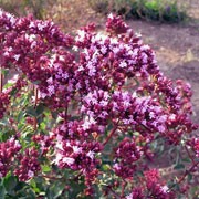 'Rosenkuppel' is a compact, spreading, herbaceous perennial forming a mat of rounded, aromatic, purlple-flushed, dark green leaves and clusters of dark pink flowers with purple-red bracts in summer and autumn. Origanum 'Rosenkuppel' added by Shoot)