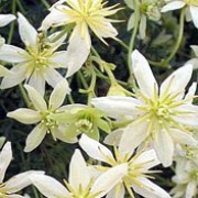 'White Abundance' is a bushy, trailing or low-climbing, evergreen shrub with dissected, leathery, deep green leaves and, in spring, small, fragrant, white flowers with prominent, yellow anthers. Clematis × cartmanii 'White Abundance'  added by Shoot)