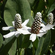 Anemopsis californica added by Shoot)