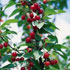 Prunus cerasus 'Maynard'