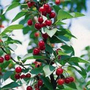 'Maynard' is a compact, upright, deciduous fruit tree with ovate, toothed, mid-green leaves, pink flowers in spring and round, sweet, edible fruit ready for harvest in midsummer. Prunus cerasus 'Maynard' added by Shoot)