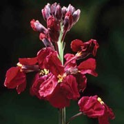 'Vulcan' is a compact, bushy, semi-evergreen perennial with linear, dark green leaves and erect racemes of fragrant, deep red flowers from mid-spring into summer. Erysimum cheiri 'Vulcan' added by Shoot)