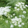 Anthriscus sylvestris (Cow parsley) Added by Nicola