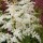 'Ellie'  is a compact, semi-dwarf perennial with deeply-divided, deep green leaves and erect panicles of white flowers in summer. Astilbe x arendsii 'Ellie' added by Shoot)