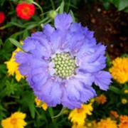 'Clive Greaves' is a clump-forming perennial with entire basal leaves, and lavender-blue flowers with a prominant pale centre on erect stems in summer. Scabiosa caucasica 'Clive Greaves' added by Shoot)