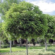 'Nana' is a small, rounded, deciduous tree or shrub with large, heart-shaped, mid-green leaves and, rarely, yellow and purple-marked white flowers in summer followed by slender pods. Catalpa bignonioides 'Nana' added by Shoot)