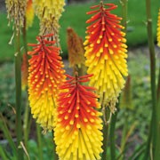 'Royal Standard' is a robust, clump-forming, deciduous perennial with linear, grass-like, dark green leaves and, in summer, upright, stout stems bearing dense spikes of tubular, bright yellow flowers opening from scarlet buds. Kniphofia 'Royal Standard' added by Shoot)