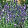Lavandula angustifolia 'Ellagance Purple' (Ellagance Series)