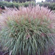 'Undine' is an upright, clump-forming, deciduous, perennial grass bearing long, narrow, erect to arching, dark green leaves with prominent, white midveins and large panicles of purple-flushed, silver-white flowers in late summer and early autumn. Miscanthus sinensis 'Undine' added by Shoot)