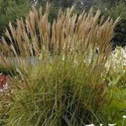 'Nippon' is a narrow, upright, clump-forming, deciduous perennial grass with long, narrow, erect to arching, dark green leaves with prominent silver midveins. Large panicles of dark red-brown flowers bloom in late summer and early autumn.  As the flowers fade to cream in autumn, the foliage turns bronze-red. Miscanthus sinensis 'Nippon' added by Shoot)