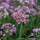 Allium roseum added by Shoot)