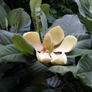 Magnolia delavayi added by Shoot)