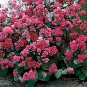 'Red Cauli' is a bushy, mound-forming perennial with dark purpe stems bearing fleshy, ovate to oblong, purple-flushed, dark blue-green leaves and terminal clusters of small, ruby-red flowers from late summer into autumn. Sedum 'Red Cauli' added by Shoot)