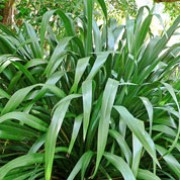 Phormium cookianum added by Shoot)