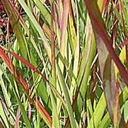 'Rehbraun' is a narrowly upright, clump-forming, deciduous perennial grass with flat, linear, mid-green leaves turning grey-green and red-brown by late summer and golden-brown in winter. Large panicles of tiny, red-brown flowers in midsummer turn golden-brown as the seeds mature in autumn. Panicum virgatum 'Rehbraun' added by Shoot)