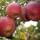 'Boskoop Red' is an upright, deciduous apple tree with ovate, serrated, green leaves, white flowers in spring and lumpy, crisp, sour to tart, red-mottled apples ready for harvest in mid- to late autumn. Malus domestica 'Boskoop Red' added by Shoot)