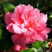 'Innovation' is a vigorous, bushy, upright to spreading, evergreen shrub with ovate, leathery, dark green leaves and semi-double to peony-form, purple-flushed, rose-pink flowers in spring. Camellia 'Innovation'  added by Shoot)