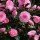 'E.G. Waterhouse' is a narrow, upright, evergreen shrub with ovate, glossy, dark green leaves and formal double, pale pink flowers in mid-spring. Camellia x williamsii 'E.G. Waterhouse' added by Shoot)