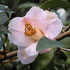 Camellia x williamsii 'J.C. Williams' 