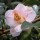 'J.C. Williams' is a vigorous, upright to spreading, evergreen shrub with sweeping branches, glossy, elliptic, dark green leaves and, in early and mid-spring, single, pale pink flowers with darker pink shading. Camellia × williamsii 'J.C. Williams'  added by Shoot)