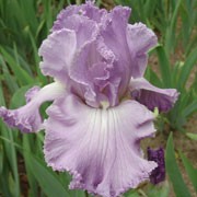  'Feature Attraction' is a large, rhizomatous perennial with upright, strap-like, grey-green leaves and frilled, lavender flowers in late spring and early summer. Iris 'Feature Attraction' added by Shoot)