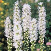 'Alba' is a clump-forming perennial with linear to lance-shaped, mid-green leaves and erect, dense spikes of white flowerheads from summer into early autumn.  Liatris spicata 'Alba' added by Shoot)