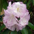 Rhododendron 'Lavender Girl' 