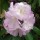 'Lavender Girl' is an upright, spreading, evergreen shrub with large, glossy, dark green leaves and, in late spring and early summer, domed clusters of fragrant, funnel-shaped, pink-flushed, lavender flowers that fade to white in the centres. Rhododendron 'Lavender Girl'  added by Shoot)