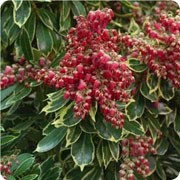 'Ralto' is an upright, outwardly spreading, evergreen shrub with oblong to lance-shaped, glossy, yellow-margined, dark green leaves, orange-flushed and light green when young.  Pendent racemes of lightly fragrant, purple-red flowers in late spring fade to deep pink by summer. Pieris japonica 'Ralto'  added by Shoot)