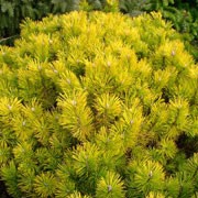 'Golden Glow' is a bushy, rounded, slow-growing evergreen, coniferous shrub with slender, paired, yellow-green leaves. Pinus mugo 'Golden Glow' added by Shoot)