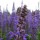  Salvia x sylvestris 'Mainacht' (Wood sage 'Mainacht')  (14/08/2016) Salvia x sylvestris 'Mainacht' added by Shoot)
