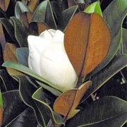 magnolia grandiflora d d blanchard (22/07/2010)  added by Shoot)