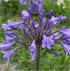 Agapanthus 'Dr. Brouwer'