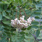 sorbus forrestii (22/07/2010)  added by Shoot)