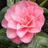 Camellia japonica 'Sweetheart'