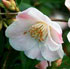 Camellia 'Quintessence' 