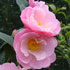Camellia 'Nicky Crisp' 