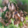 Chasmanthium latifolium (North America wild oats) Added by Nicola