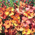 Verbascum x hybridum 'Copper Rose'