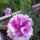 Flowering 23 may 2019 Added by paula triep