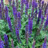 Salvia nemorosa 'Sensation Blue' (Sensation Series)