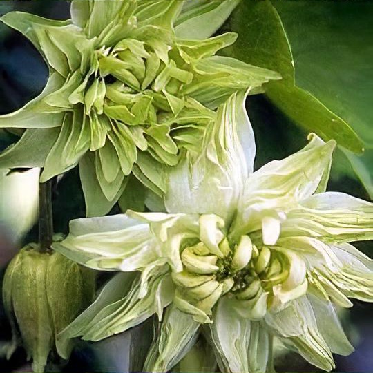 Aquilegia vulgaris var. stellata 'Greenapples' 