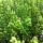 Calluna vulgaris 'Hammondii Aureifolia' (29/04/2016) Calluna vulgaris 'Hammondii Aureifolia' added by Shoot)